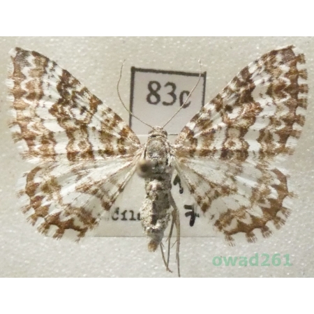 Epirrhoe pupillata (Thunberg, 1788) Slovakia83c